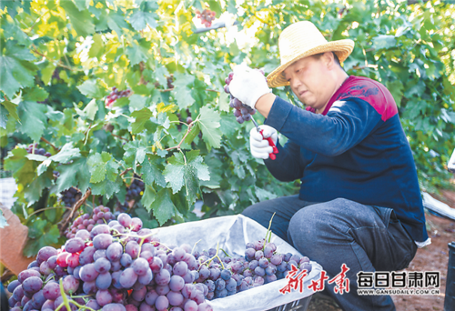 临泽县生产的质量安全农产品.